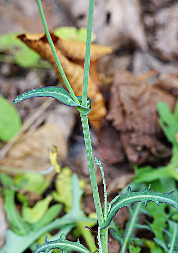 Aiuto determinazione - Asteraceae